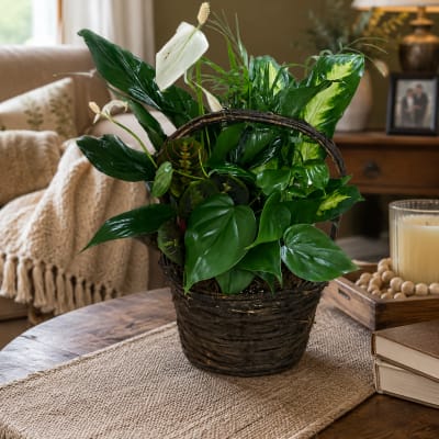 Rustic Basket Dishgarden