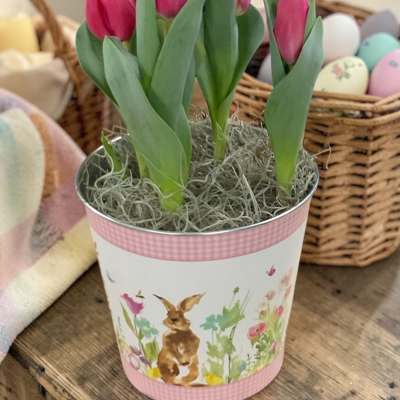 Spring Tulip plant