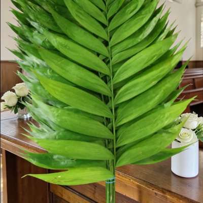 Palm Sunday Branches