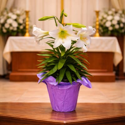 Easter Lilies