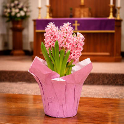 6” Church Hyacinth Plants