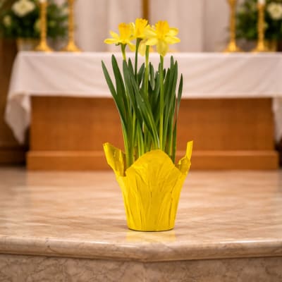 6” Potted Daffodils for Church