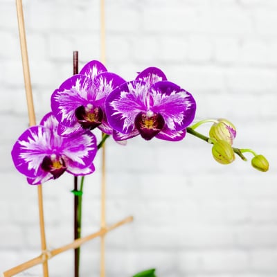 Purple and white orchid blooms with buds on a stem