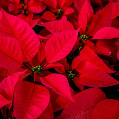 Close-up of red poinsettia bracts filling the frame