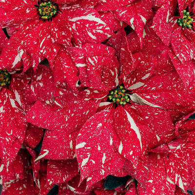 Close-up of red and white speckled poinsettias