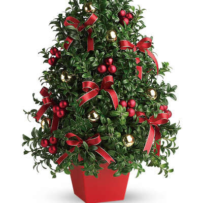 Decorated potted evergreen topiary with red ribbons and ornaments