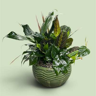 Potted green houseplant arrangement in a textured ceramic bowl