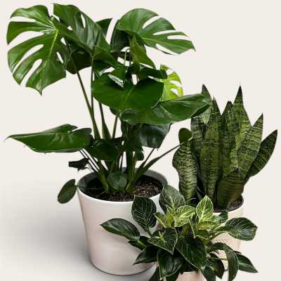 Three potted houseplants, including a split-leaf monstera and snake plant