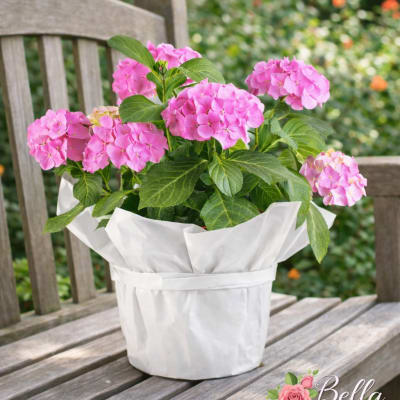 Seasonal garden plant