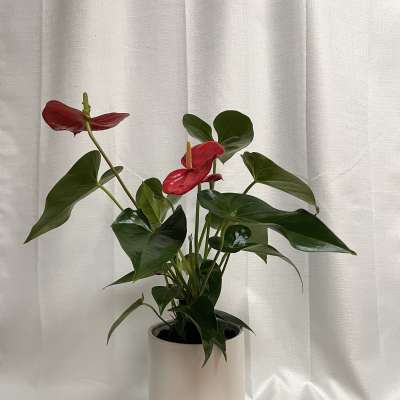 Potted anthurium plant with red blooms in a white planter