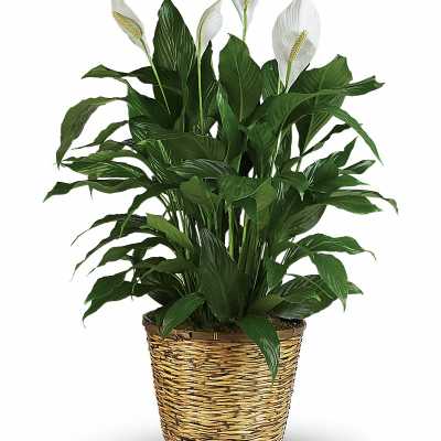 Tall peace lily plant with white blooms in a woven natural basket