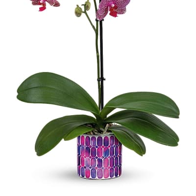 Potted pink and white spotted orchid plant in a purple and pink mosaic-pattern ceramic container