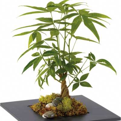 Potted money tree plant with braided trunk in a low black square container with moss and smooth stones.