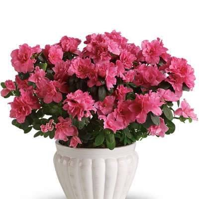 Potted plant with abundant bright pink blooms in a white ceramic pot