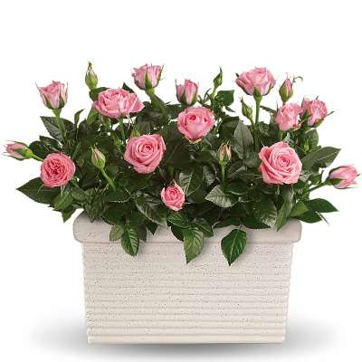 Potted pink rose plant in a rectangular white planter