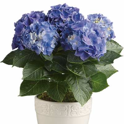 Potted blue and purple hydrangea plant with large blooms in a white ceramic pot