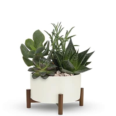 Collection of green succulents in a white round planter on a wooden stand with decorative stones