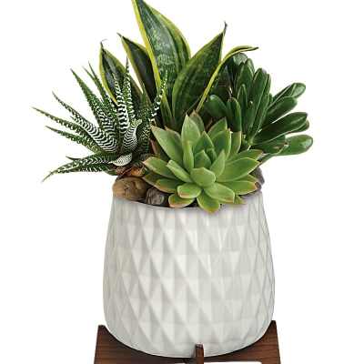 Mixed succulents and upright plants in a white textured pot on a wooden stand