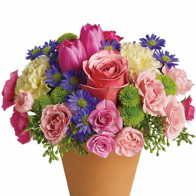 Compact arrangement of pink roses, tulips, carnations and purple daisies in a terracotta pot