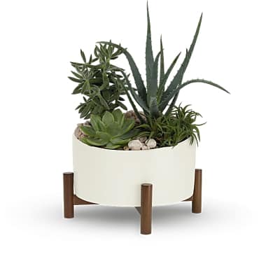 Assorted green succulents in a low white round planter on a wooden stand