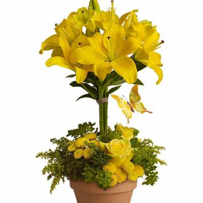 Yellow lilies and roses with button mums in a terracotta pot with a yellow butterfly decoration