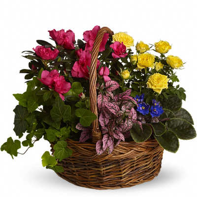 Wicker basket of mixed flowering plants with pink blooms, yellow roses, blue flowers, and trailing ivy