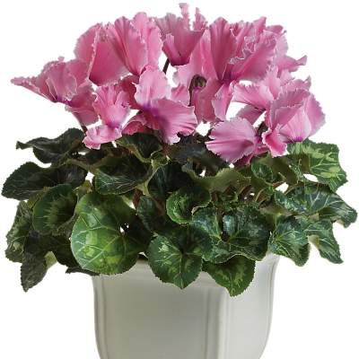Pink flowering plant with variegated foliage in a square ivory ceramic pot