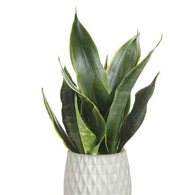 Potted snake plant with tall green leaves in a white textured ceramic pot on a wooden stand