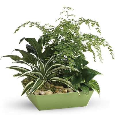 Assorted green houseplants in a low rectangular green planter with decorative pebbles