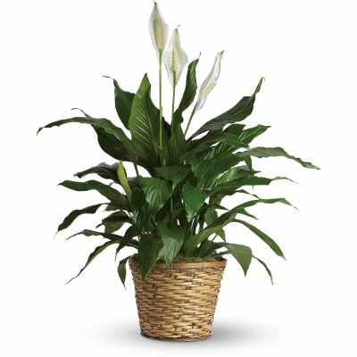 Potted peace lily plant with white blooms in a woven basket container