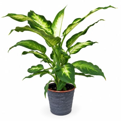 Potted green houseplant with variegated leaves in a dark planter