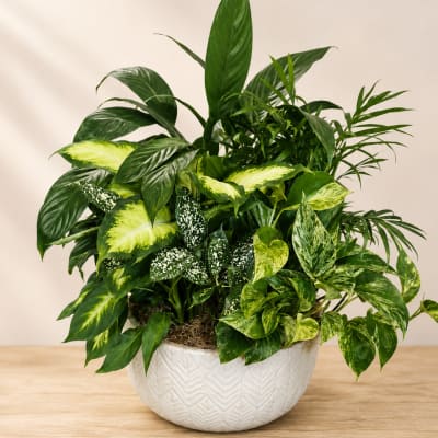 Mixed green houseplants in a white textured pot