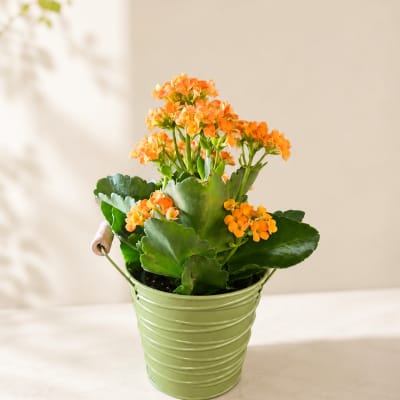 Orange flowering plant in a green metal bucket