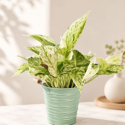 Potted variegated houseplant in a mint green metal bucket