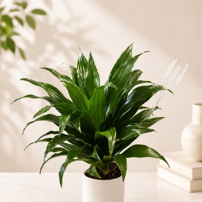 Potted green houseplant in a white textured pot