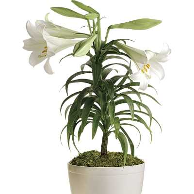 Potted white lily plant with open blooms and buds in a white container.