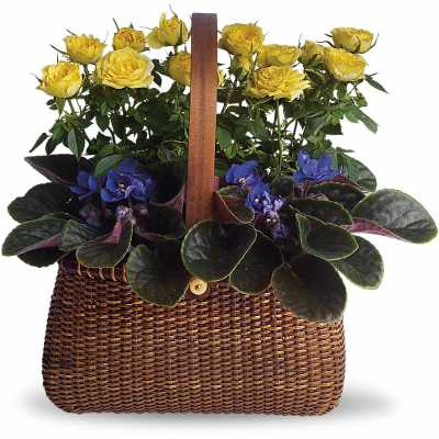 Yellow rose plant and purple flowering plant in a brown wicker basket with handle