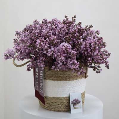 Violet Dreams