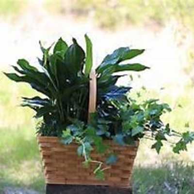 Potted green plant arrangement in a woven basket
