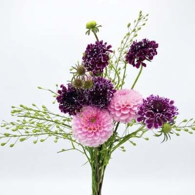 Scabiosa