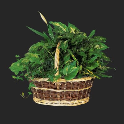 Large Basket Garden
