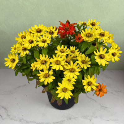 Potted arrangement of yellow and orange daisy-like flowers