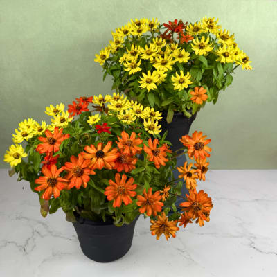 Two potted arrangements of yellow and orange daisy-like flowers