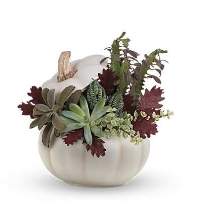 Succulent arrangement in a white pumpkin-shaped container
