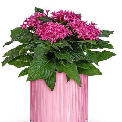 Pink flowers in a pink glass vase with broad green leaves