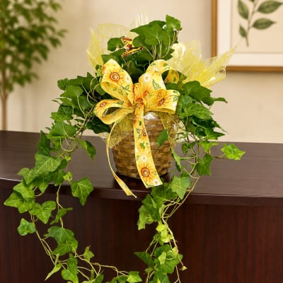Cascading English Ivy Basket