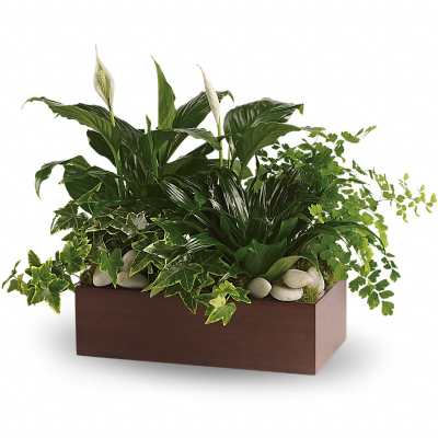 Rectangular planter with peace lilies and mixed green foliage