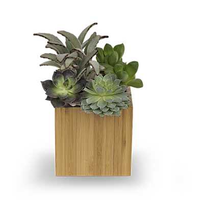 Succulent arrangement in a wooden cube planter