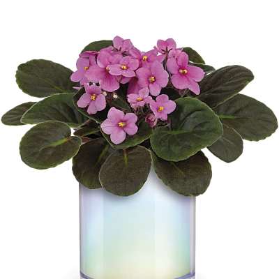 Pink African violet in an iridescent glass pot