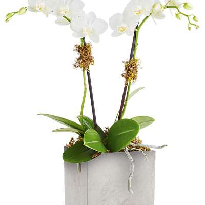 White orchids in a square gray planter